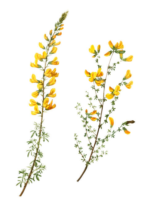 Delicate hand-drawn illustration of yellow wildflowers — slender stems with sunlit blooms, evoking warmth and seasonal grace.