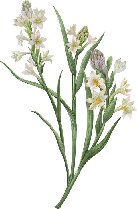 Hand-drawn botanical illustration of tuberose flowers — slender green stems and soft white blooms evoking calm and subtle fragrance.