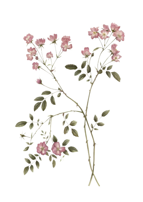 Hand-drawn illustration of wild pink rose branches — soft petals and thorned stems evoking balance, delicacy, and natural beauty.
